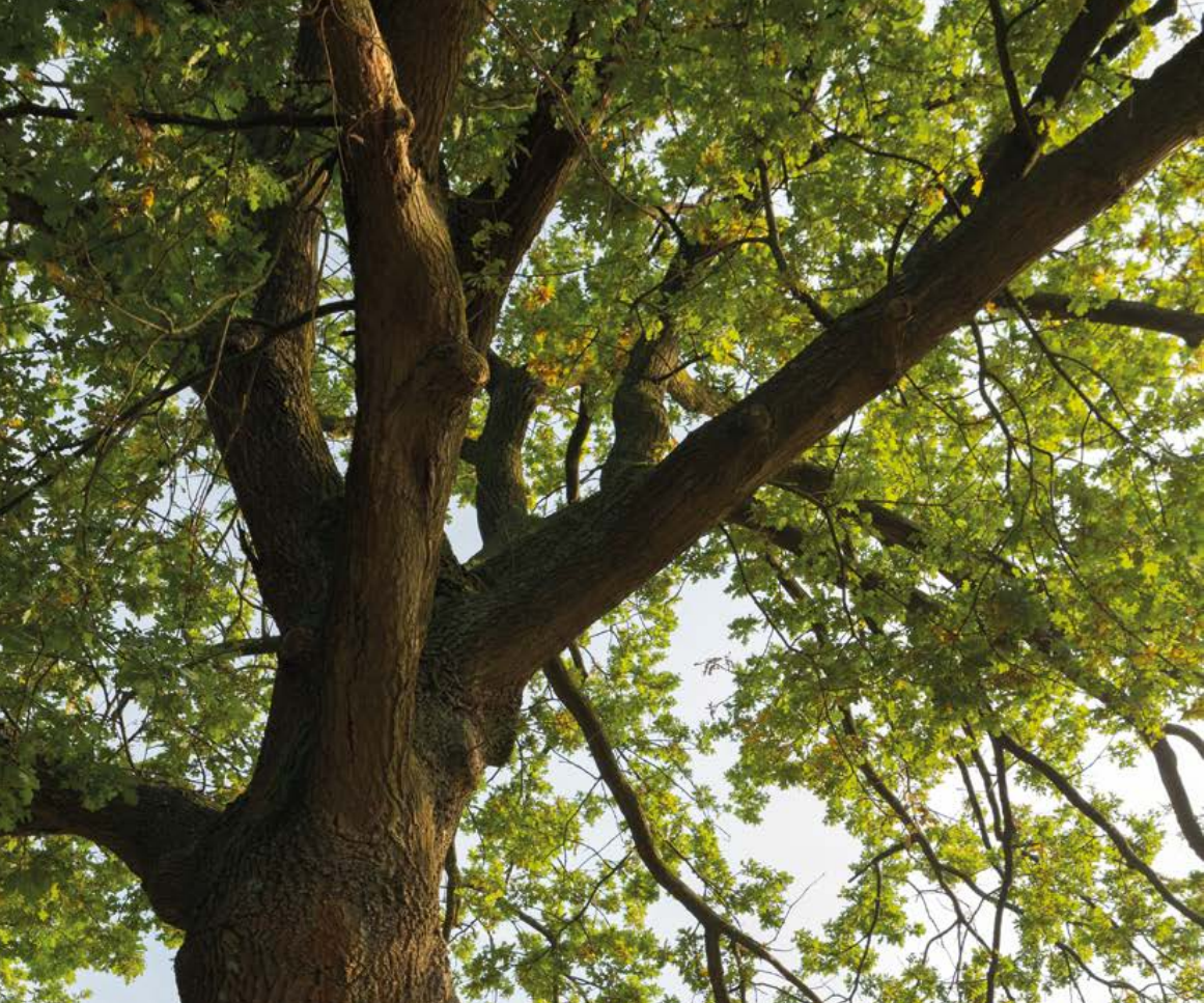 Indrukwekkende eik in het groen rondom De Boswachterij